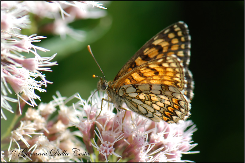 Melitaea ?